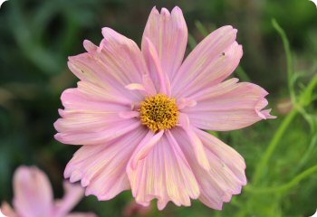 Cosmos 'Apricotta'