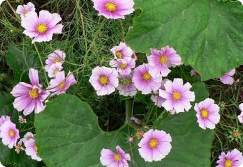 Cosmos 'Daydream'