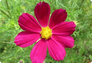 Cosmos 'Dazzler'