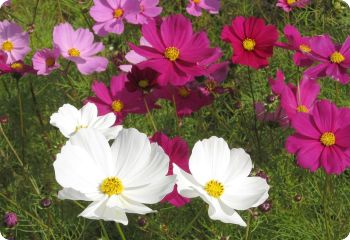 Cosmos 'Dwarf Sensation' 