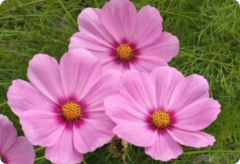 Cosmos 'Gloria'