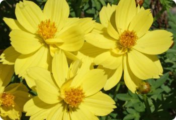 Cosmos 'Ladybird Lemon'