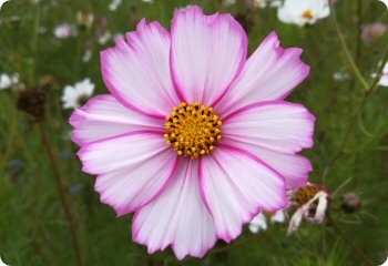 Cosmos 'Picotee'