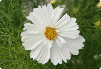 Cosmos 'Psyche White'