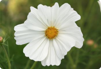 Cosmos 'Purity '