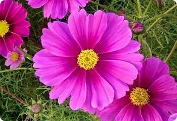 Cosmos 'Radiance'