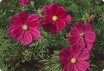 Cosmos 'Rubenza'