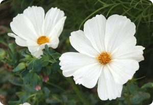 Cosmos 'Sonata White'