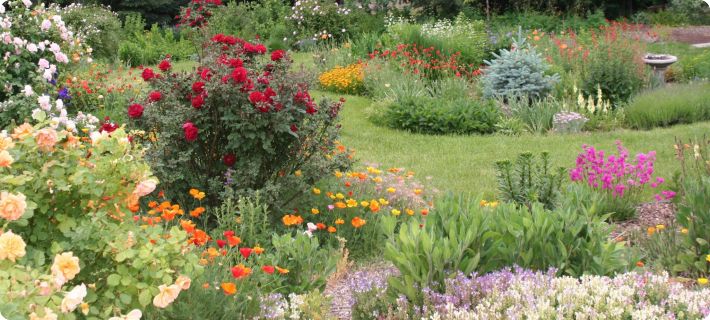 cottage garden seeds