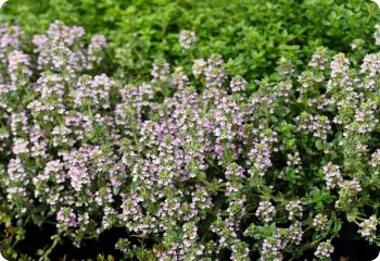 creeping thyme