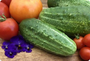 Cucumber 'Boston Pickling'