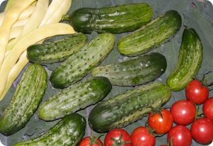 Cucumber 'National Pickling'