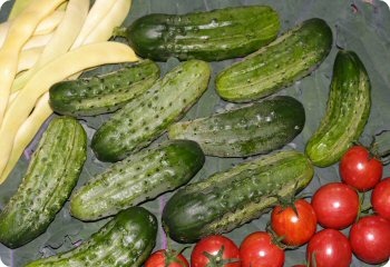 Cucumber 'National Pickling'