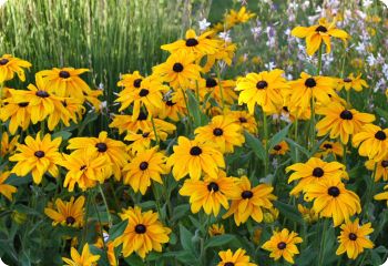 cut flower seeds