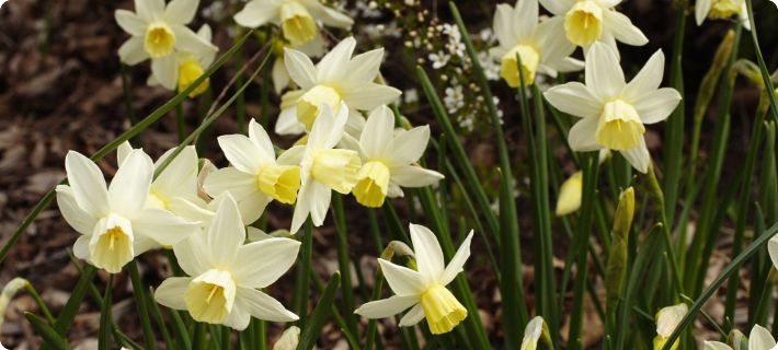 companion plants for daffodils