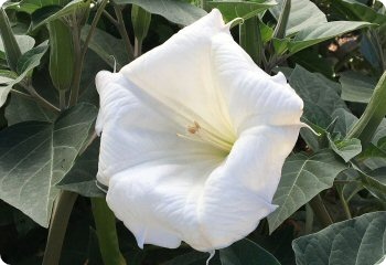 plants for warm zones
