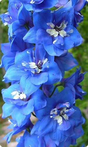 Delphinium 'Blue Bird'