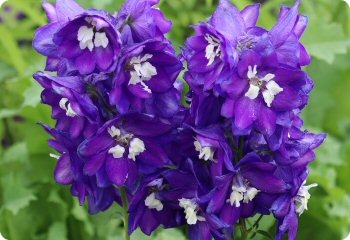 Delphinium 'Dark Blue White Bee'