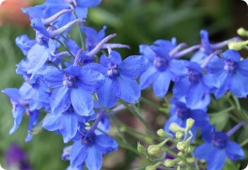 Delphinium grandiflorum 'Blue Butterfly'