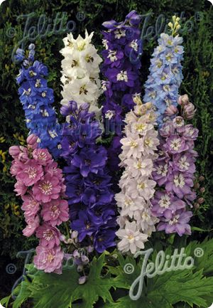 Delphinium 'Magic Fountains Mix'