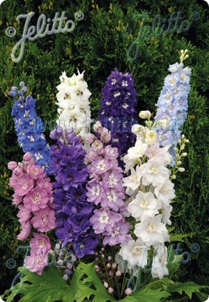 Delphinium 'Pacific Giant Mix'