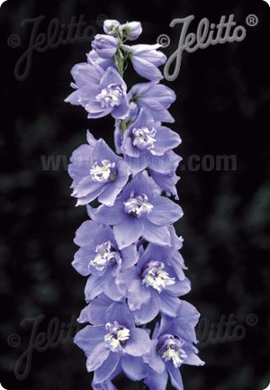 Delphinium 'Sky Blue White Bee'