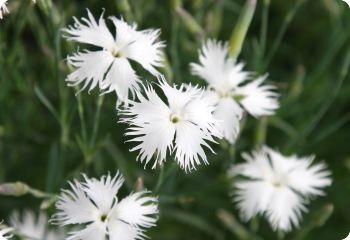 Dianthus arenarius