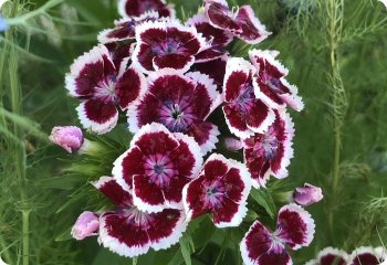 Dianthus barbatus 'Holborn Glory'