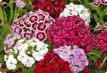 Dianthus barbatus Mix