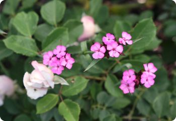 dianthus carthusianorum