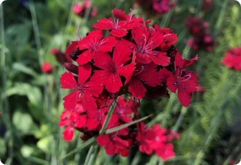 Dianthus cruentus