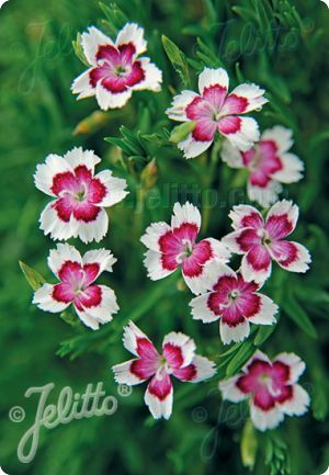 Dianthus deltoides 'Arctic Fire'