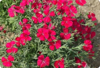 Dianthus deltoides 'Brilliant'