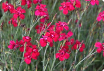 dianthus deltoides flashing lights