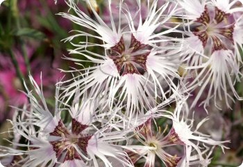 Dianthus 'Rainbow Loveliness'