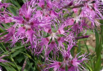 Dianthus 'Rainbow Loveliness'