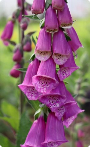 Digitalis Berggold