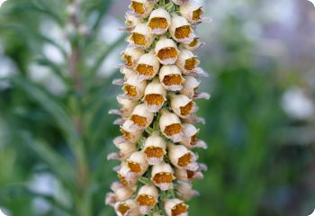 Digitalis ferruginea 'Gelber Herold'