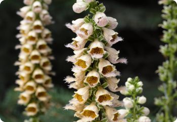 digitalis ferruginea gigantea