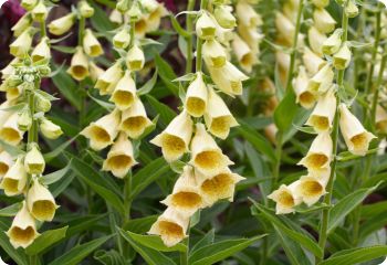 Digitalis grandiflora