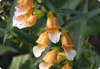 digitalis laevigata