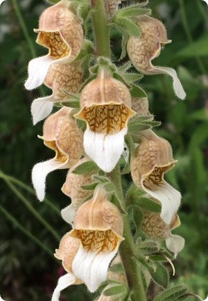 Digitalis lanata 'Cafe Creme'