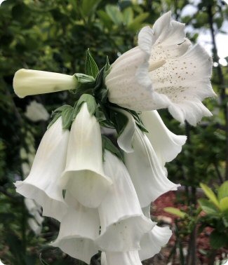 Digitalis Monstrosa White