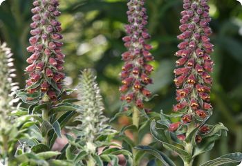 Digitalis parviflora 'Milk Chocolate'