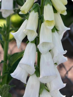 Digitalis pupurea 'Alba'