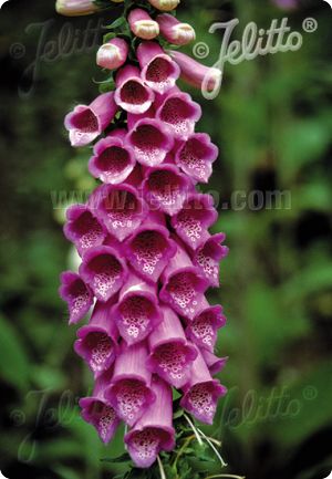 Digitalis purpurea 'Berggold'