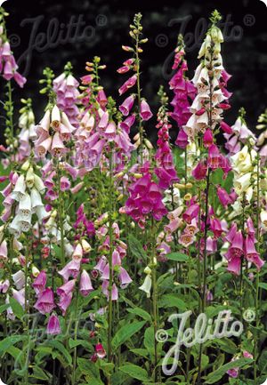 Digitalis purpurea 'Excelsior'