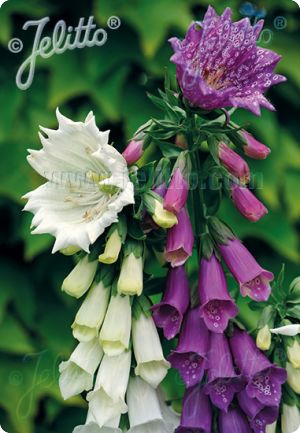 Digitalis purpurea 'Monstrosa'