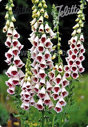 SPICE ISLAND Foxglove 50+ Seeds Digitalis Seeds Large Spikes of Blooms