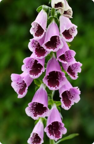 Digitalis purpurea 'Sugar Plum'